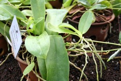 Orchideen giessen & übersprühen